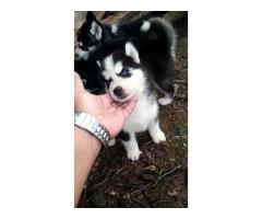 Husky male puppy for sale in mumbai - 1