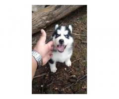 Husky male puppy for sale in mumbai - 2