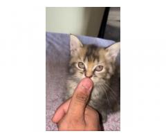 Kittens Available in Thane for Sale