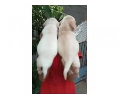 Labrador Retriever male and female puppies available