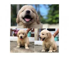 Golden Retriever male and female available - 1