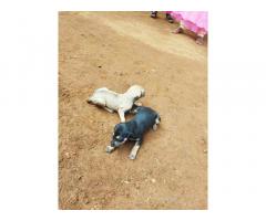 Kanni Puppies available for Sale in Trichy - 1
