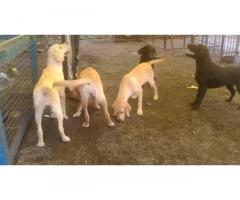 Labrador female for sale
