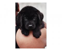 Black Labrador male puppy available for sale