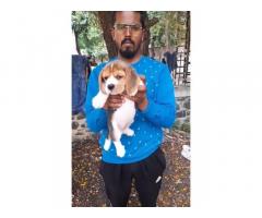 Beagle female puppies in pune - 1