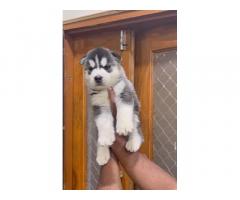 Husky male puppy available in indore - 1