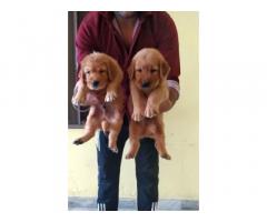 Golden Retriever female and male puppies for sale