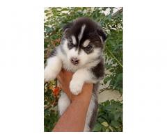 Siberian Husky female puppy for sale
