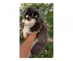 Siberian Husky female puppy for sale