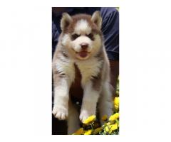 Siberian Husky available in banglore