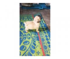 Pug male for sale in Bhajanpura delhi - 2