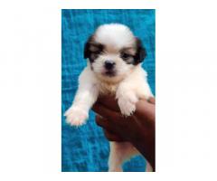 Shihtzu female puppies available in best price - 1