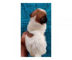 Shihtzu female puppies available in best price