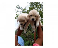 Good quality Heavy bone Golden retriever puppies for sale