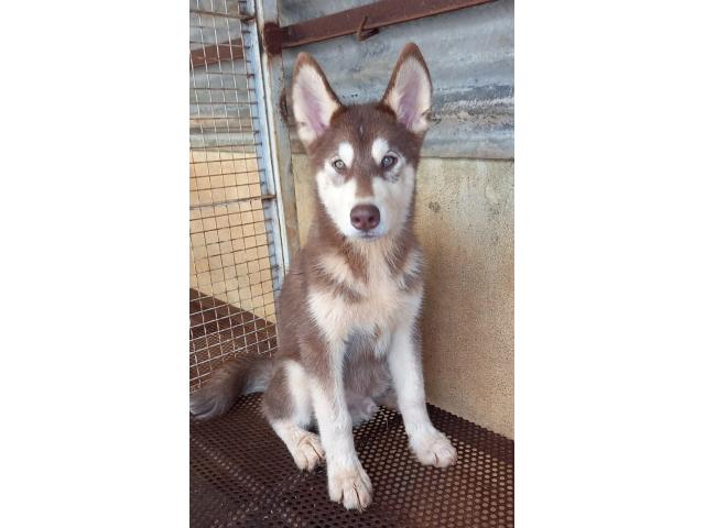 Husky male available for sell in Aurangabad - 1/1