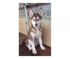 Husky male available for sell in Aurangabad - 1