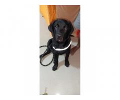Black Labrador Puppy available in mumbai - 1