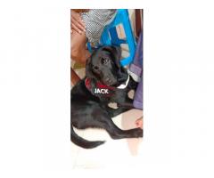 Black Labrador Puppy available in mumbai