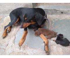Doberman Female puppy, mother sell