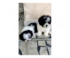 Shihtzu female puppy for sale in patiala - 1