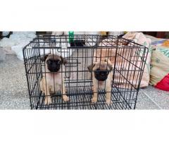 Pug Puppies available - 1