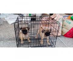 Pug Puppies available - 2