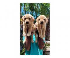 lab male puppy available in Chennai - 1