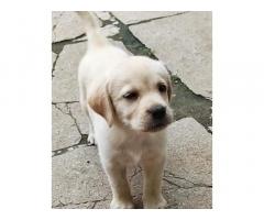 Labrador Puppies Available in Madurai - 1