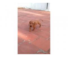 Dachshund Puppies for Sale in Tirunelveli, Buy Online, Price