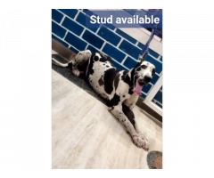 Great Dane available for Stud in Madurai