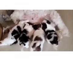 Shihtzu female puppies available - 1