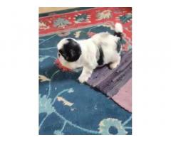 Shihtzu Male puppy available Black and white For sale - 1