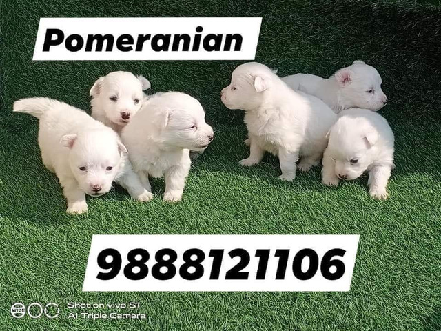 Pomeranian puppy available in jalandhar city 9888121106 - 1/1