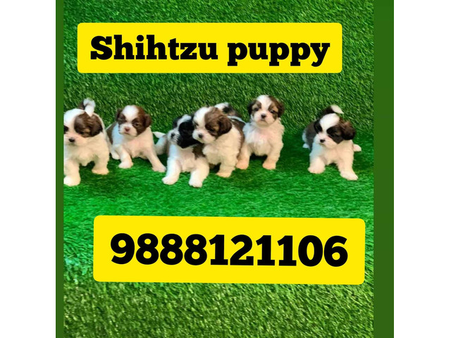 Shihtzu puppy available call 9888121106 pet shop jalandhar city - 1/1