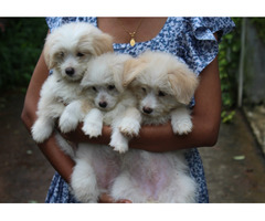 Lhasa Apso Male Female Puppy Available