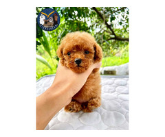 Toy Poodle Puppies Near Me