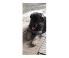 German shepherd quality puppies for sale - 1