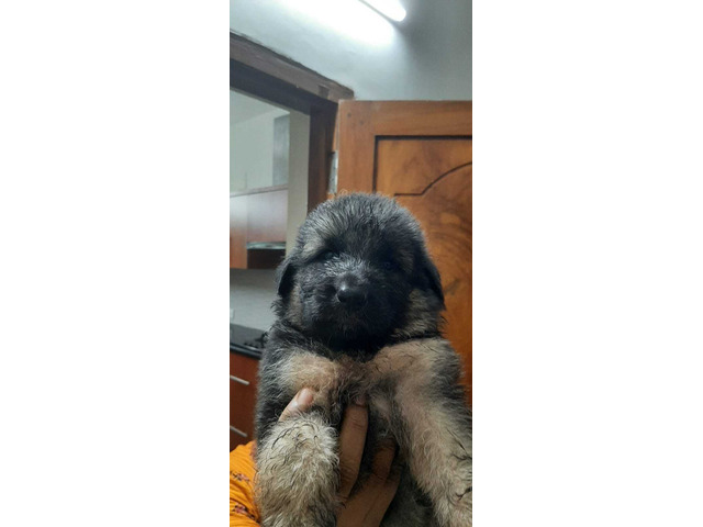 German shepherd quality puppies for sale - 3/4