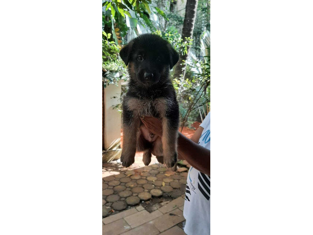 German shepherd quality puppies for sale - 4/4