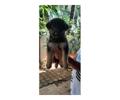 German shepherd quality puppies for sale