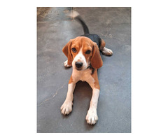 Best Quality Beagle Pups For Sale Trust Kennel