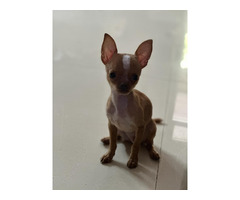 Trust Kennel Chihuahua Tiny Size Pups For Sale