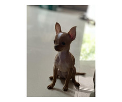 Trust Kennel Chihuahua Tiny Size Pups For Sale