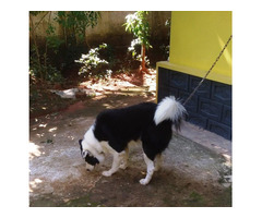 Border collie dog of 3 years old