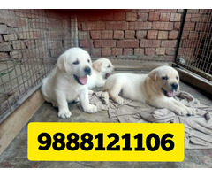 Labrador puppy available call 9888121106 pet shop jalandhar