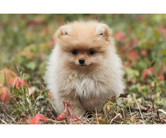 Pomeranian Price in Bhopal, Dog for Sale