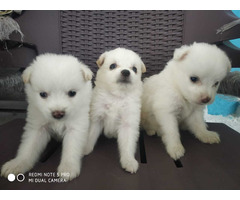 Pomeranian puppies for sale - 2