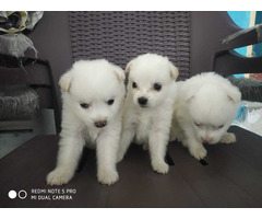 Pomeranian puppies for sale - 3
