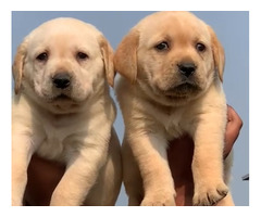Labrador puppy black and golden colour available 8570830887