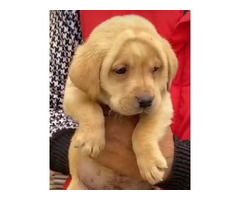 Golden Retriever male and female available 7082092005